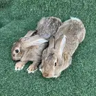 زوجين ارانب الشنشيلا العملاق