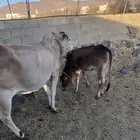 بقره هاديه تحتها حسيلة