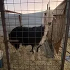 فحل نجدي صنف