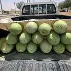 حبحب للبيع شرط