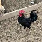 ديوك بلدي
