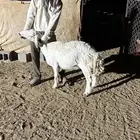 نعجه حايل ربع من مراحي تلاد عندي