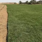 ثيل عشب طبيعي صافي