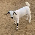 مشروع بيشي فاخر