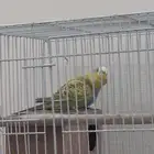 طيور حب