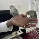 جوز روز
