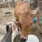 بقر للبيع الأناث 4وا ثور واحد