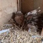 حمام للبيع