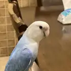 روز هدد داخلي اليف