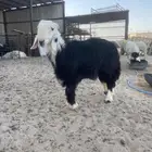 للبيع بهم نجد ونعيم العدد 7