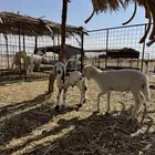 دواغير