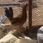 ديك عربي ديك عربي