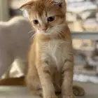 قطط كتن فولد وستريت 4 شهور