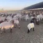 غنم نعيم مضاريع
