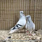 بوم ( هابورج )
