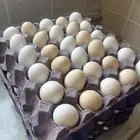 بيض بلدي