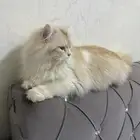 قط لتبني