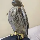شبوط للبيع