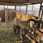 تيس فحل للبيع