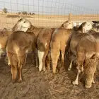 طليان سواكن مرابي