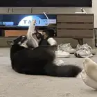 كلببن لعوبين هاسكي و تشيواوا