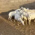 غنم كفو صنف ودفع على الشرط وأسنان