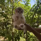 سكوتش فولد ذكر تم البيع