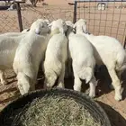 بهم حري طيب ( تم البيع )