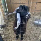 تيس عارضي