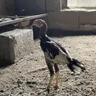 فرخ باكستاني