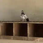 بيع مستعجل