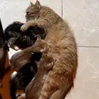 قطه شيرازي برتقاليه مع 5 أطفال للتبني