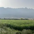 قصب بيضاء للبيع
