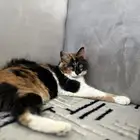 قطط تبني
