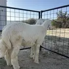 طليان طيبه مشاريع فحول 6 اشهر الصحه مشروطه