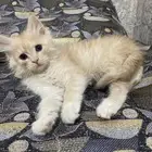 قط ذكر شيرازي عمر شهرين