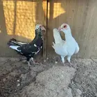 حمام شامي