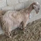 ماعز
