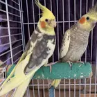 جوز كروان مع فرخ