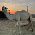 نياق ضروبه