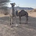 عشرا تحتها قعود طايش