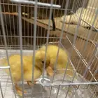 بط صغار مع أدواتهم طيور