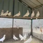 للبيع الزوج ب70