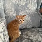 قطط للتبني
