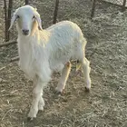 بهم حري وتيوس