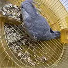 كروان اليف وهدد