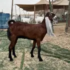 جفرة حجازية