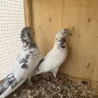 حمام باكستاني للبيع علي والا
