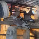 البيع حمام زينه وقطيف وبلدي