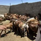 معزاء للبيع تولد ودفع شرط